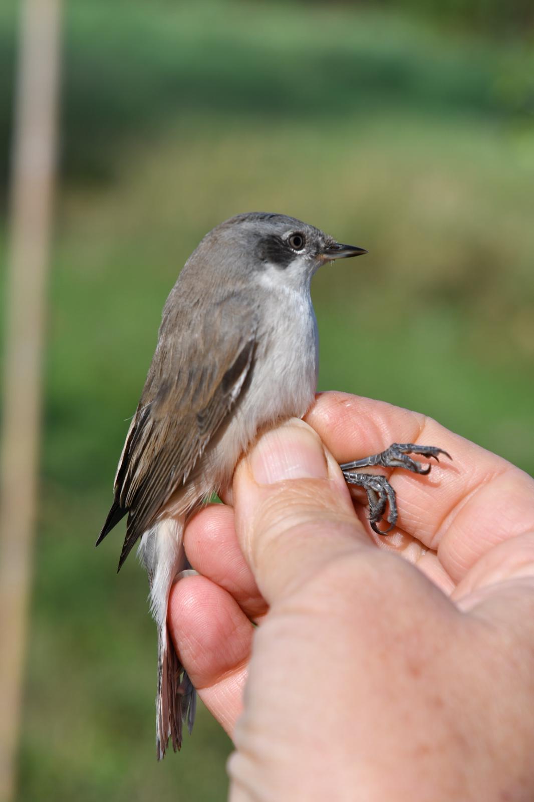 Curruca Zarcerilla