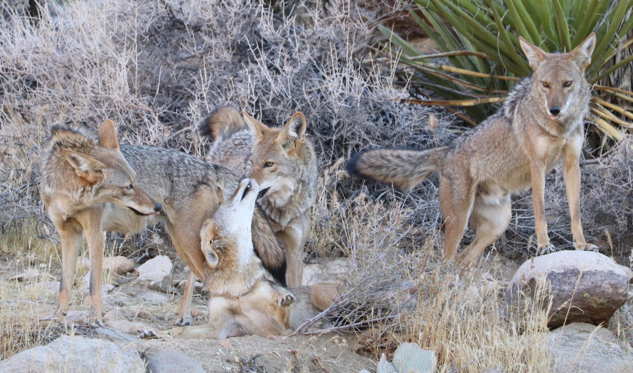 Coyotes, lobos, chacales y perros