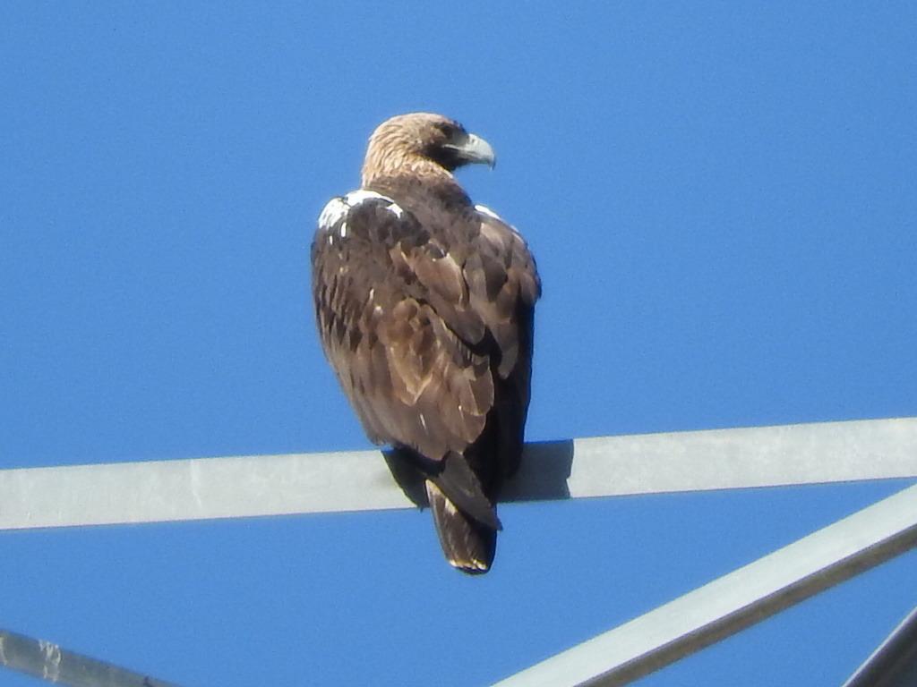 Aguila imperial Ibérica