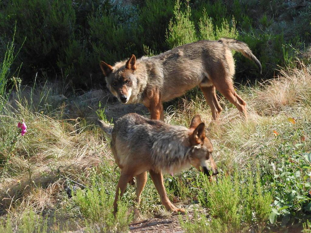Iberian Wolf