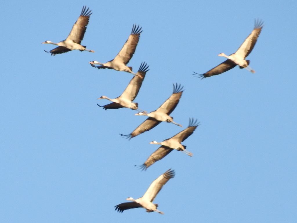 Grulla común
