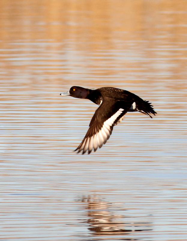 Pato de copete