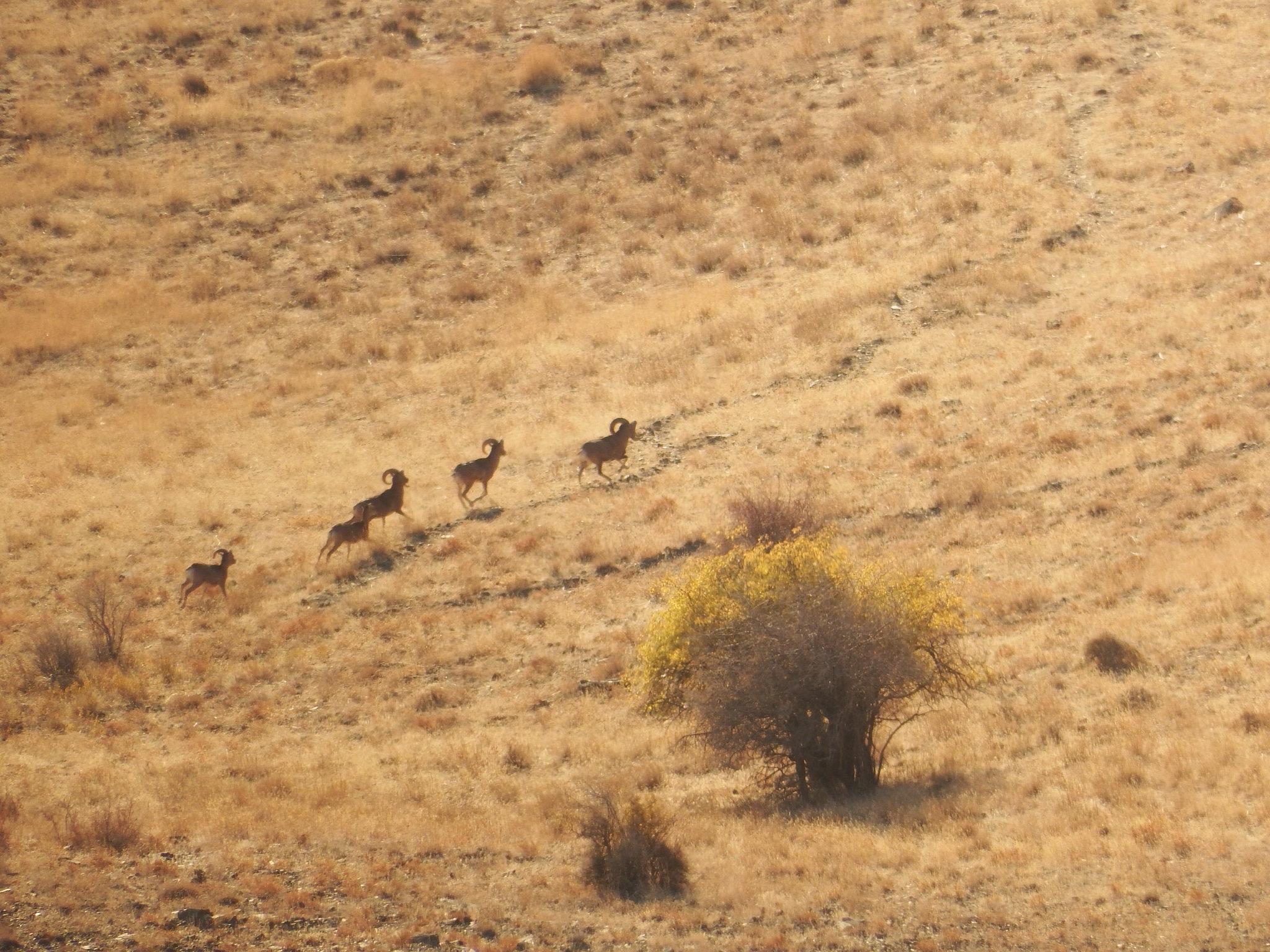 Argalí