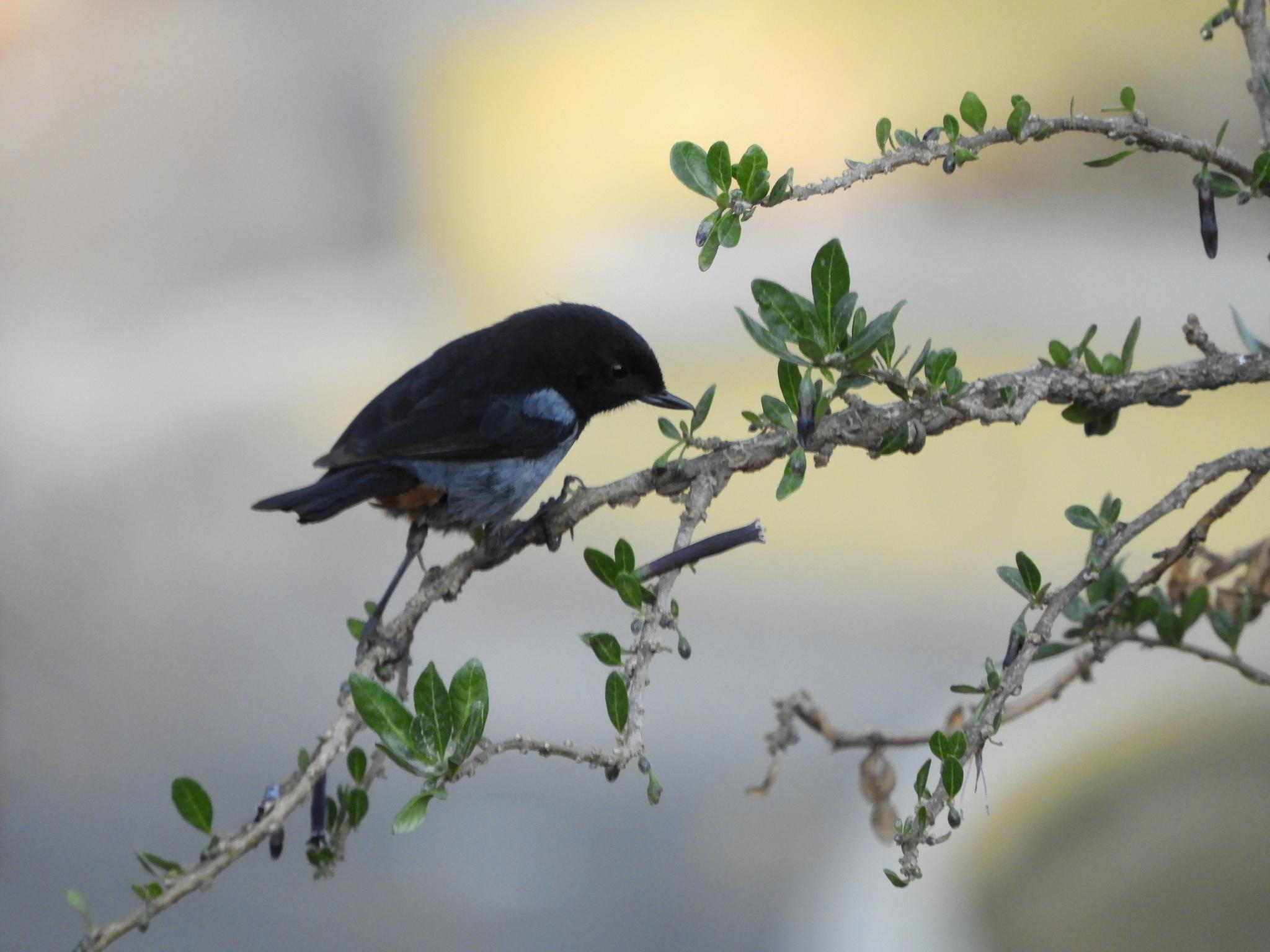 Gray-bellied Flowerpiercer