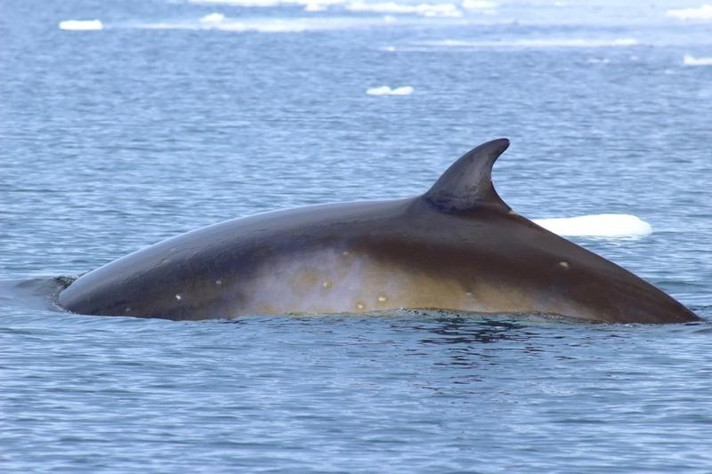 Rorcual austral