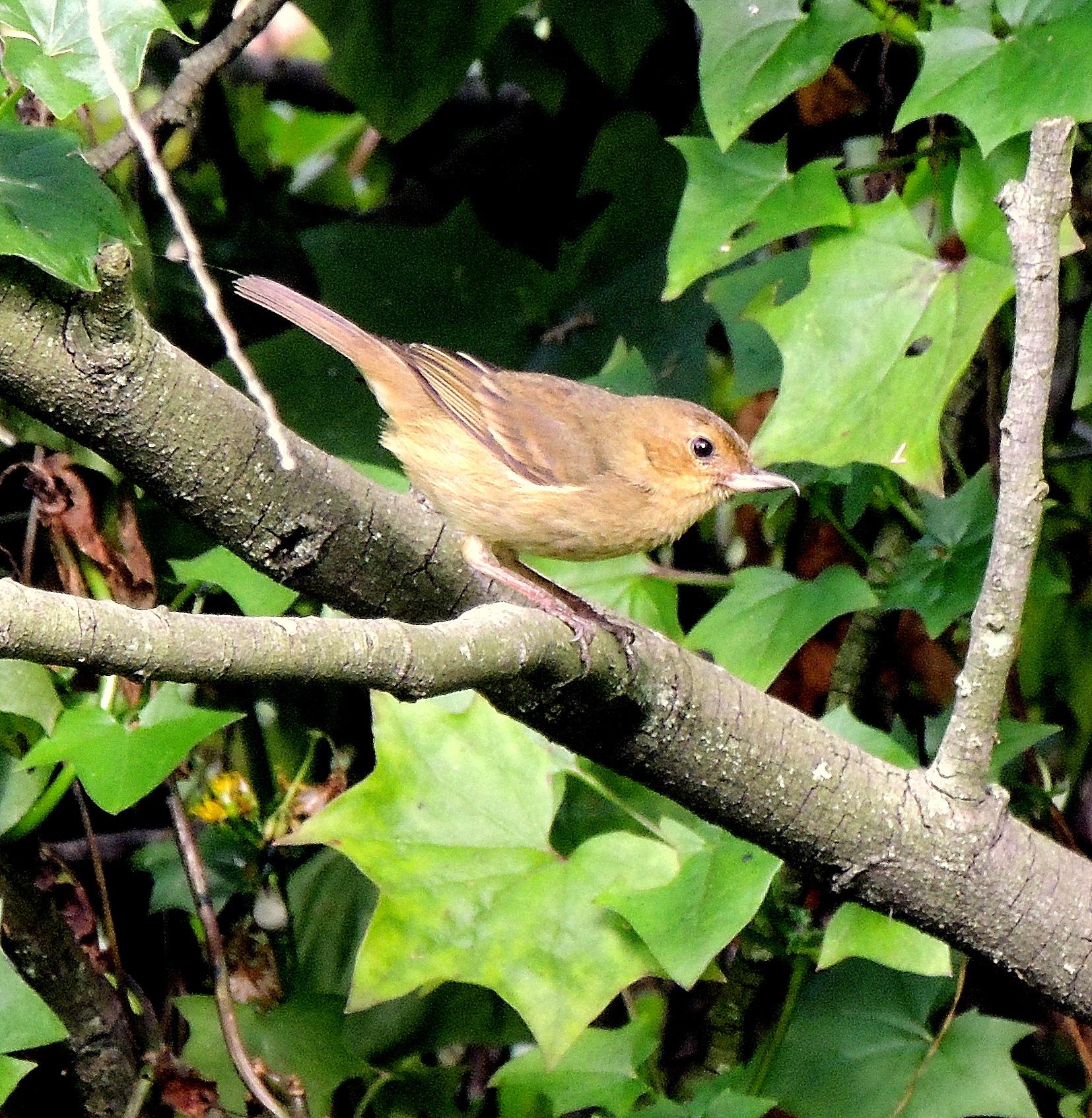 Rusty Flowerpiercer