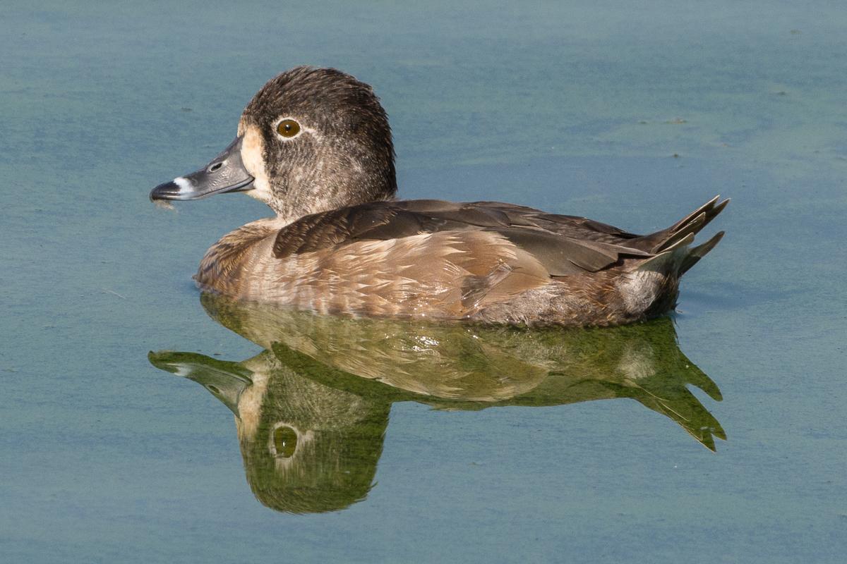 Pato pico anillado