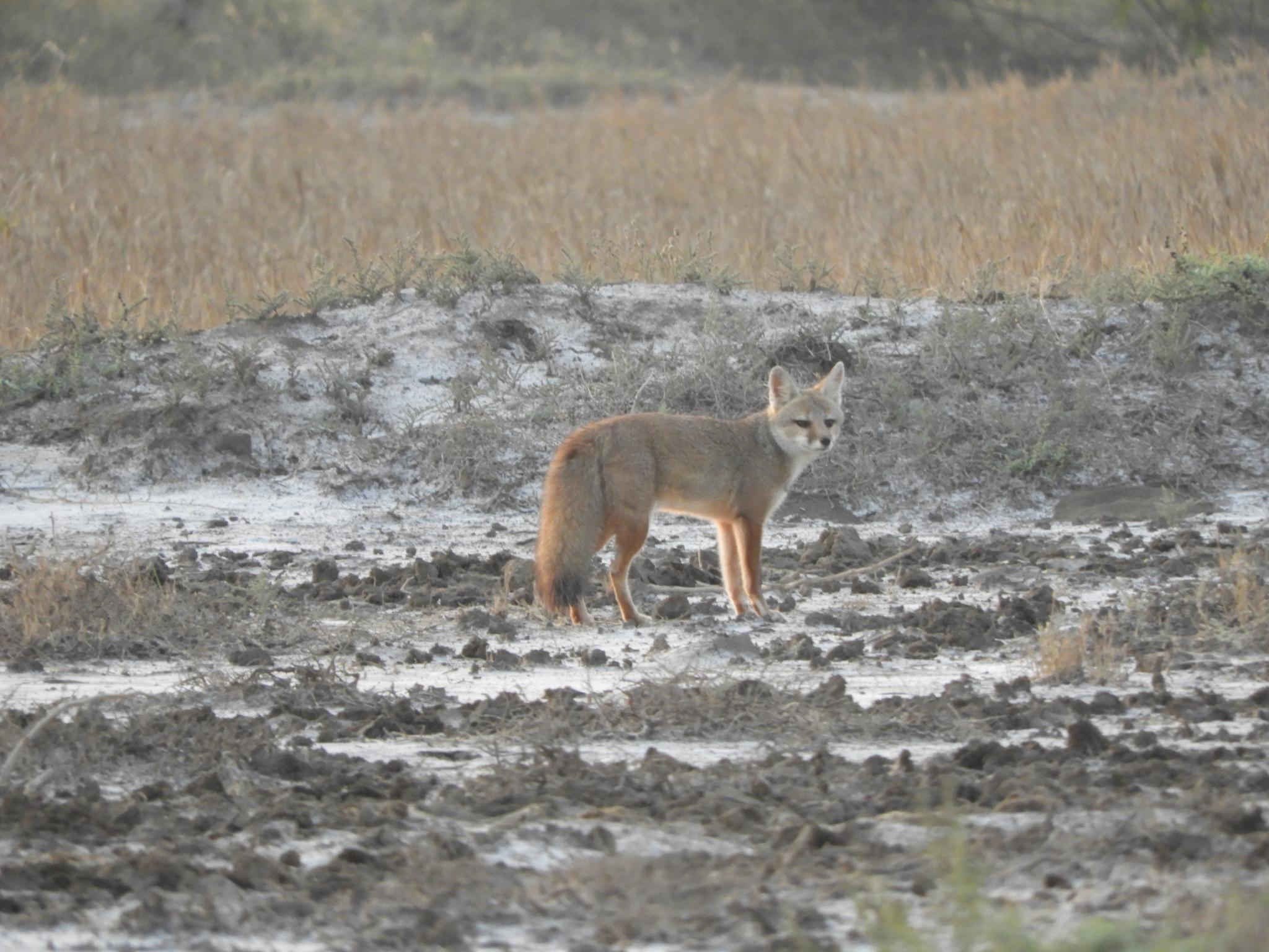 Indian Fox