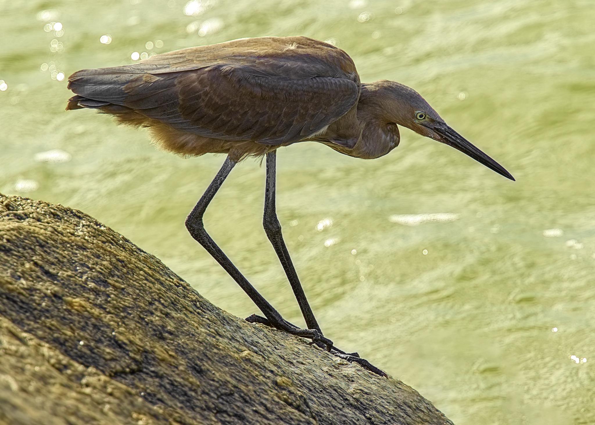 Reddish Egret