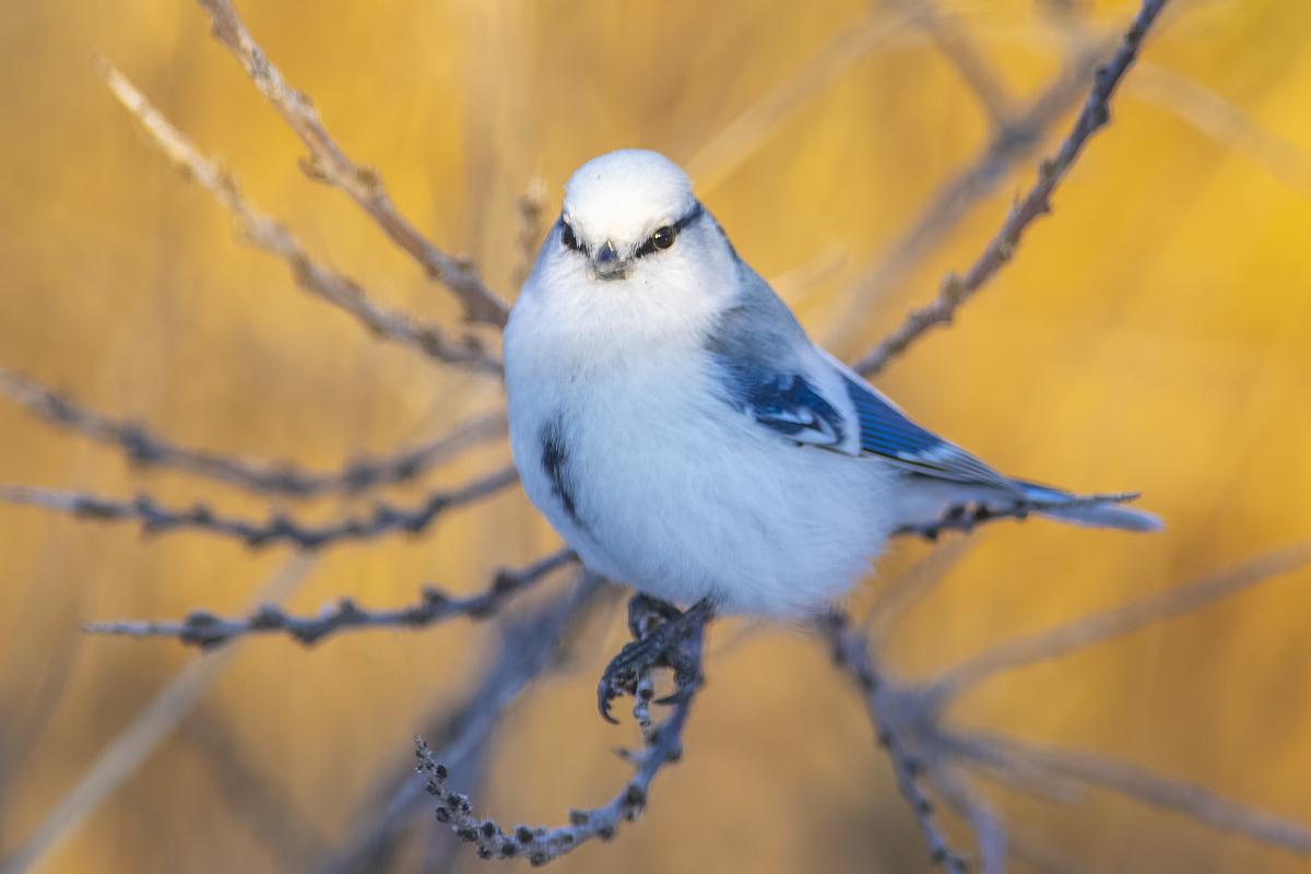 Azure Tit