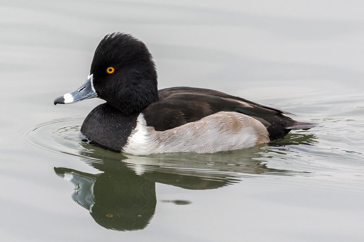 Pato pico anillado