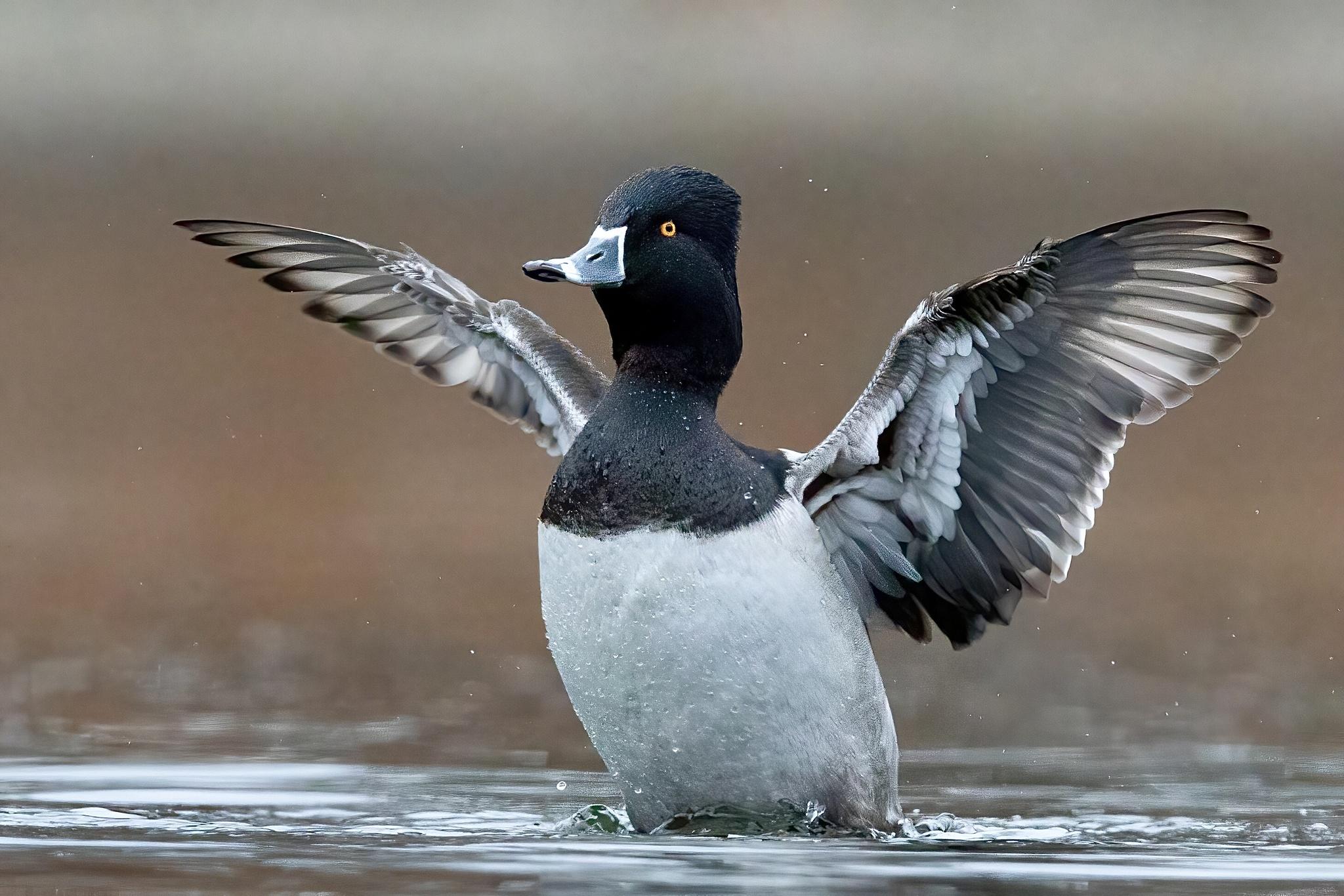 Pato pico anillado