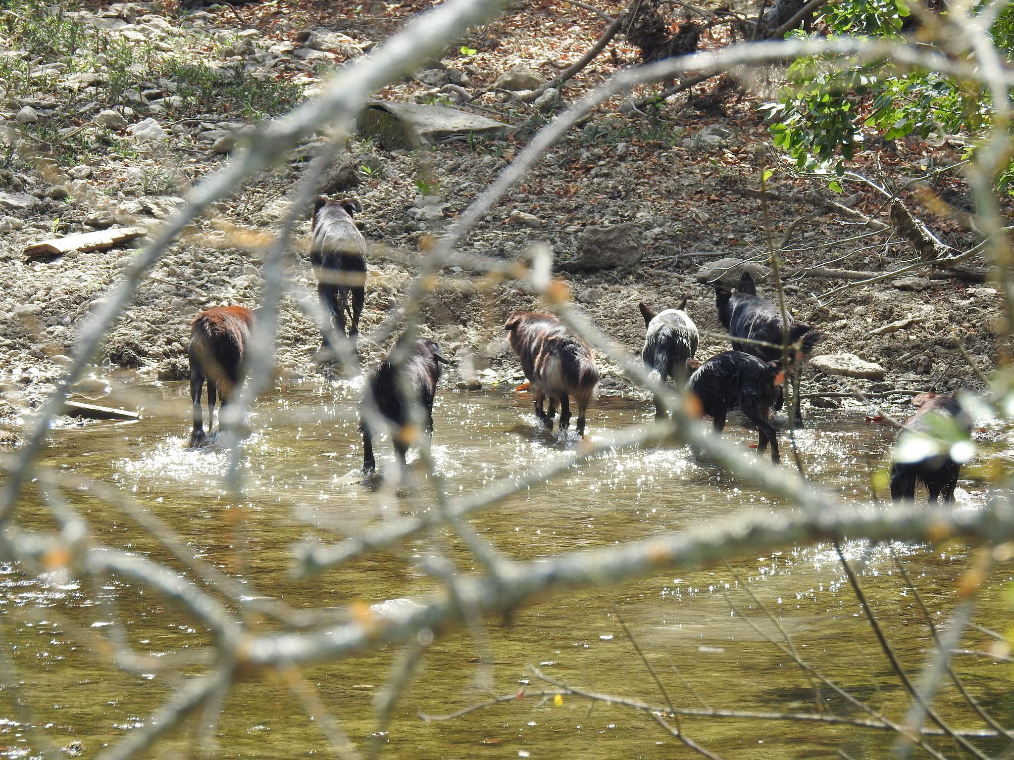 Coyotes, lobos, chacales y perros