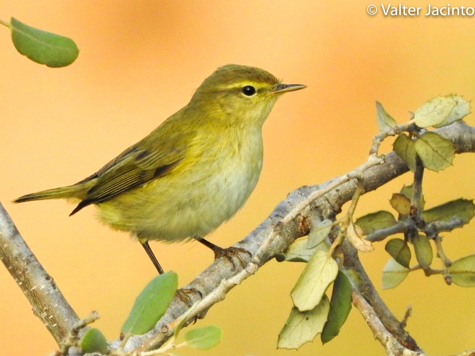 Mosquitero ibérico