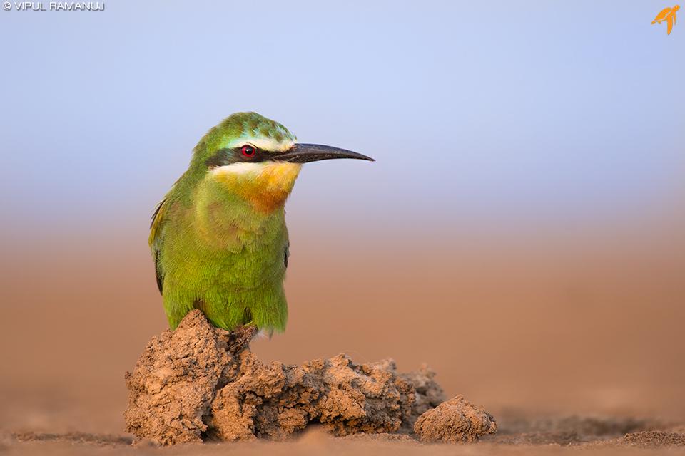 Abejaruco Persa