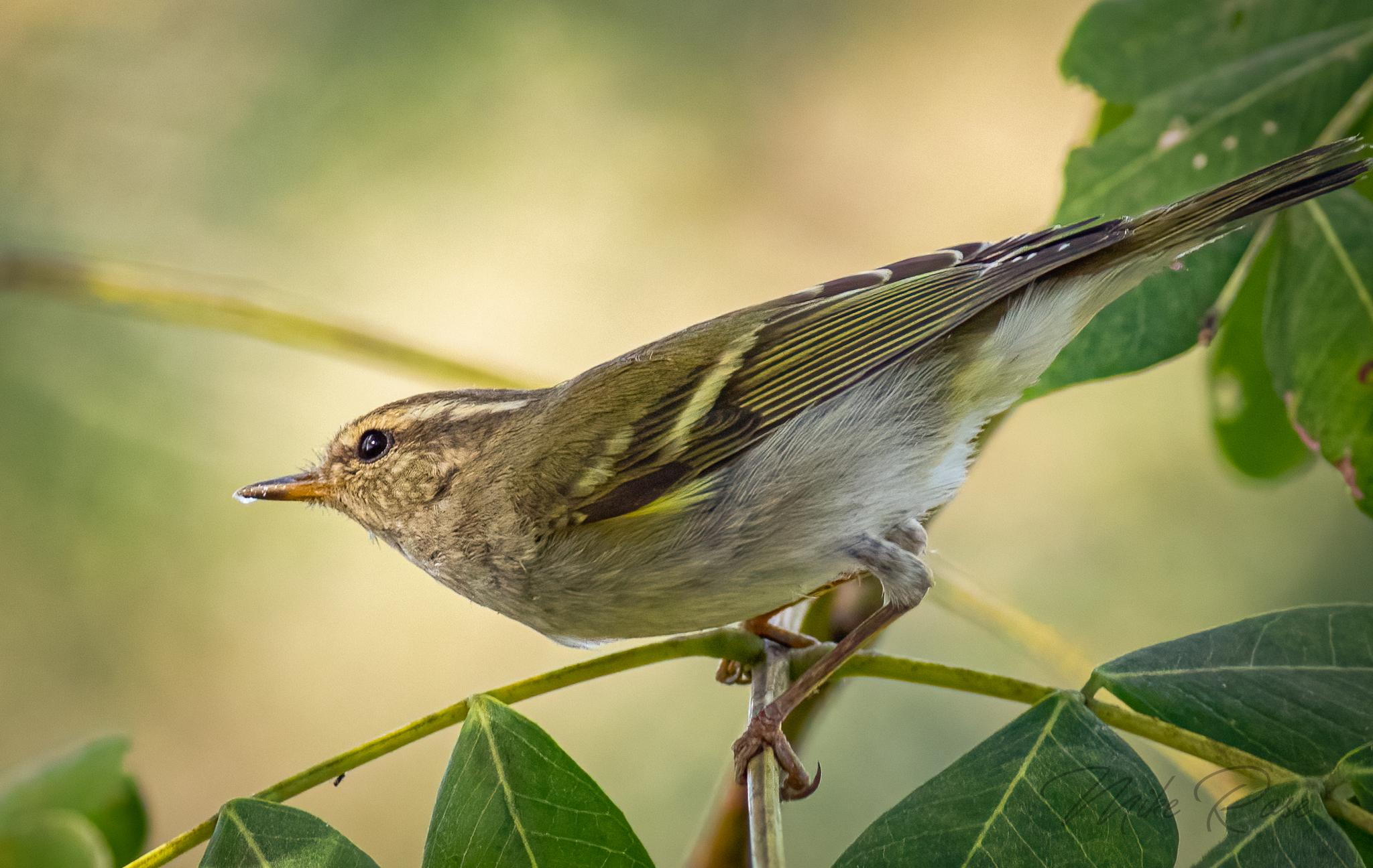 Mosquitero Cejas Amarillas
