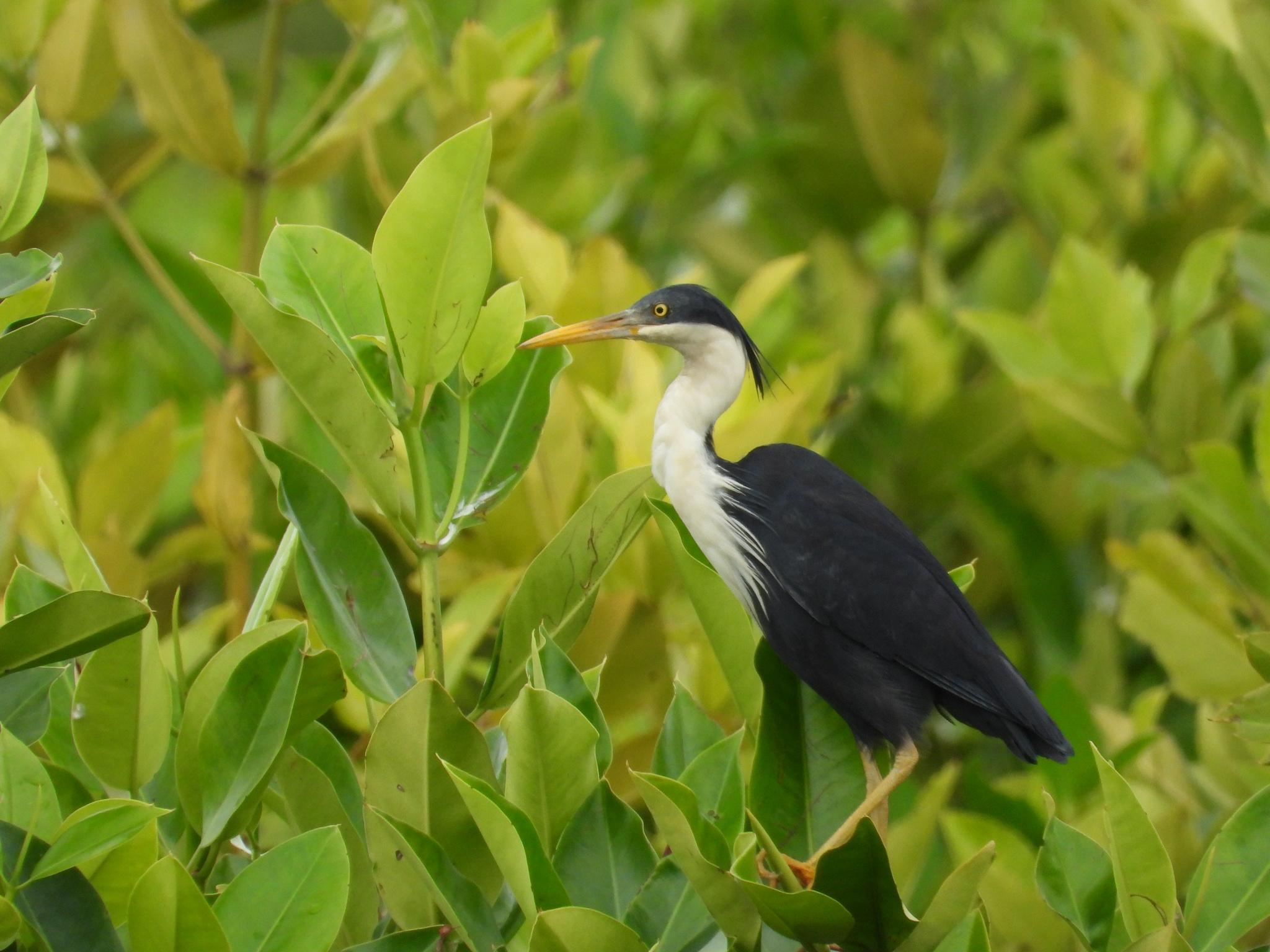 Pied Heron