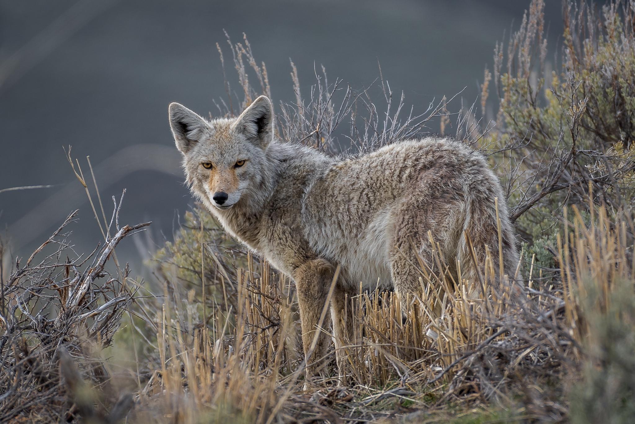 Perros, lobos, chacales y zorros