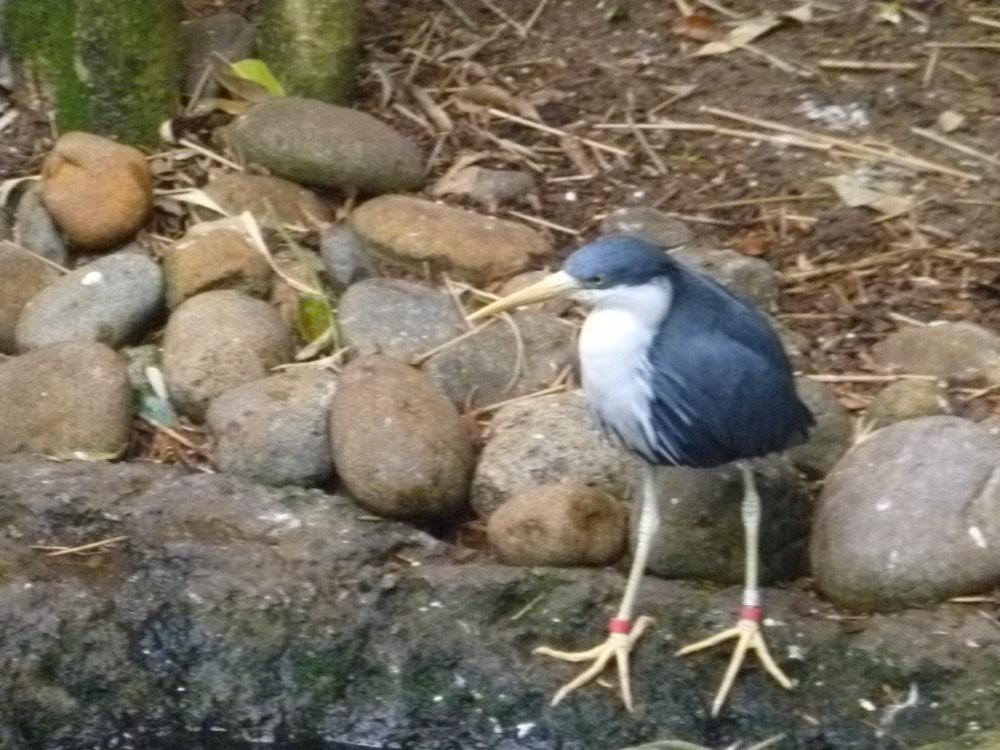 Pied Heron
