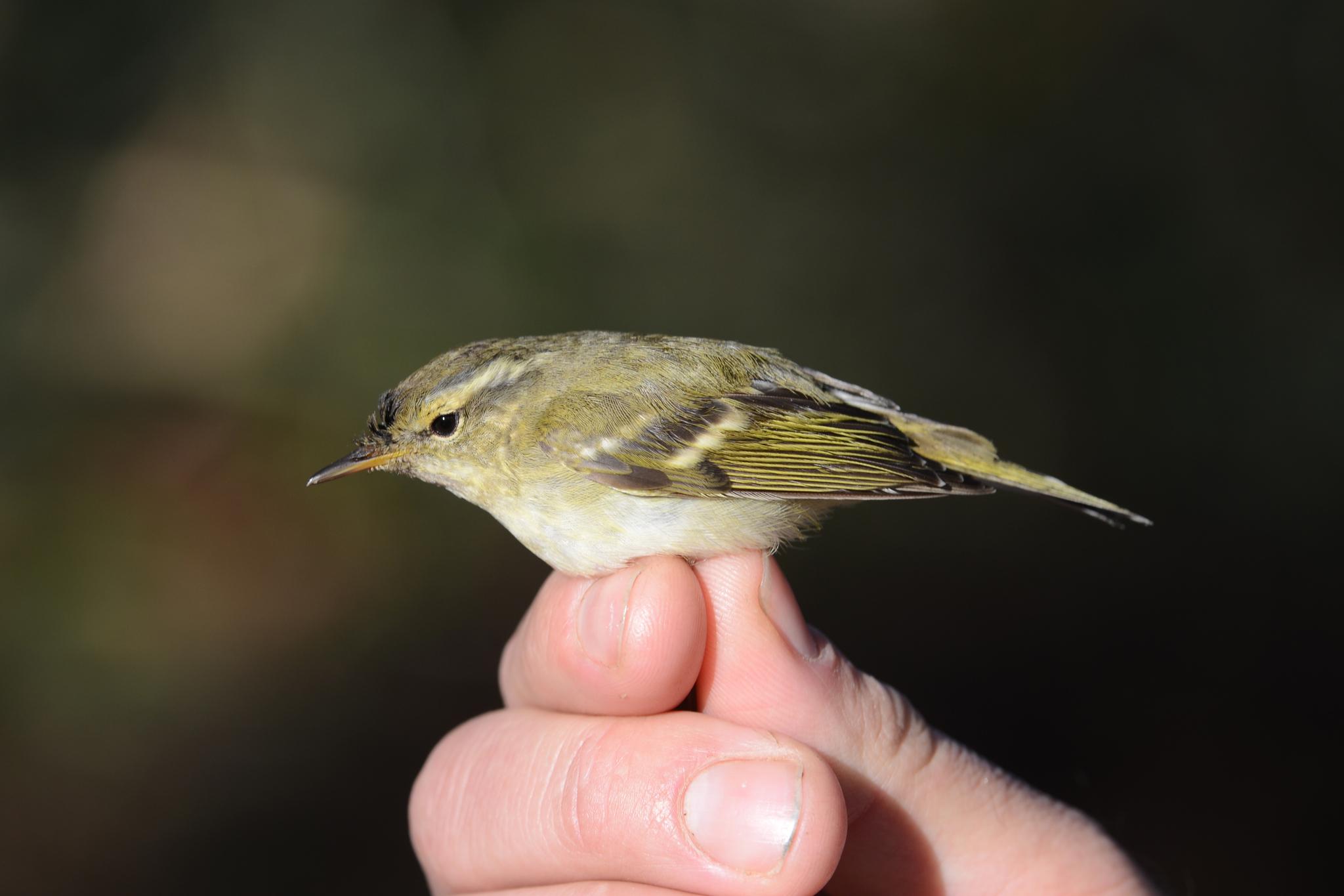 Mosquitero Cejas Amarillas