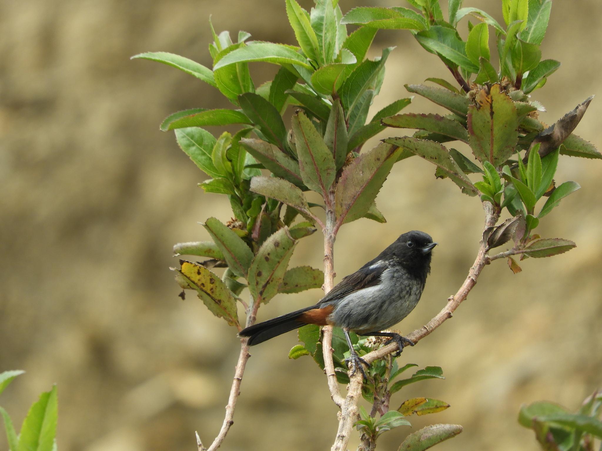 Gray-bellied Flowerpiercer