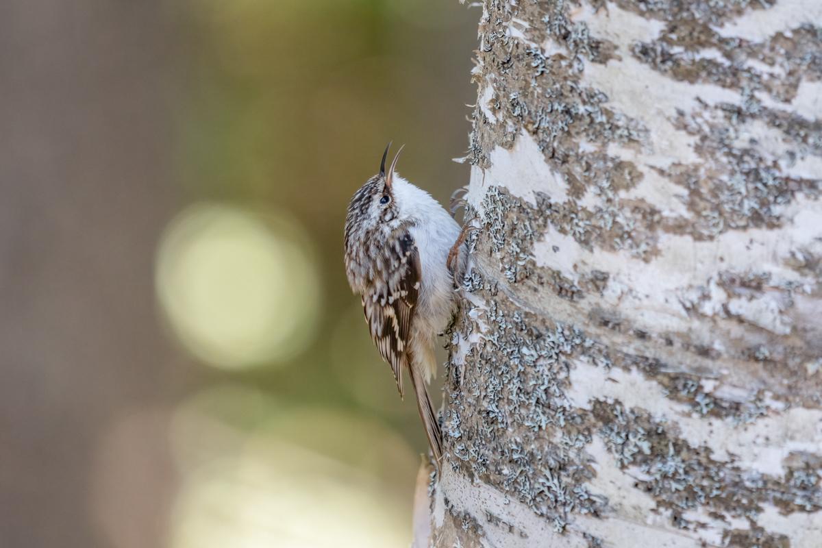 Brown Creeper