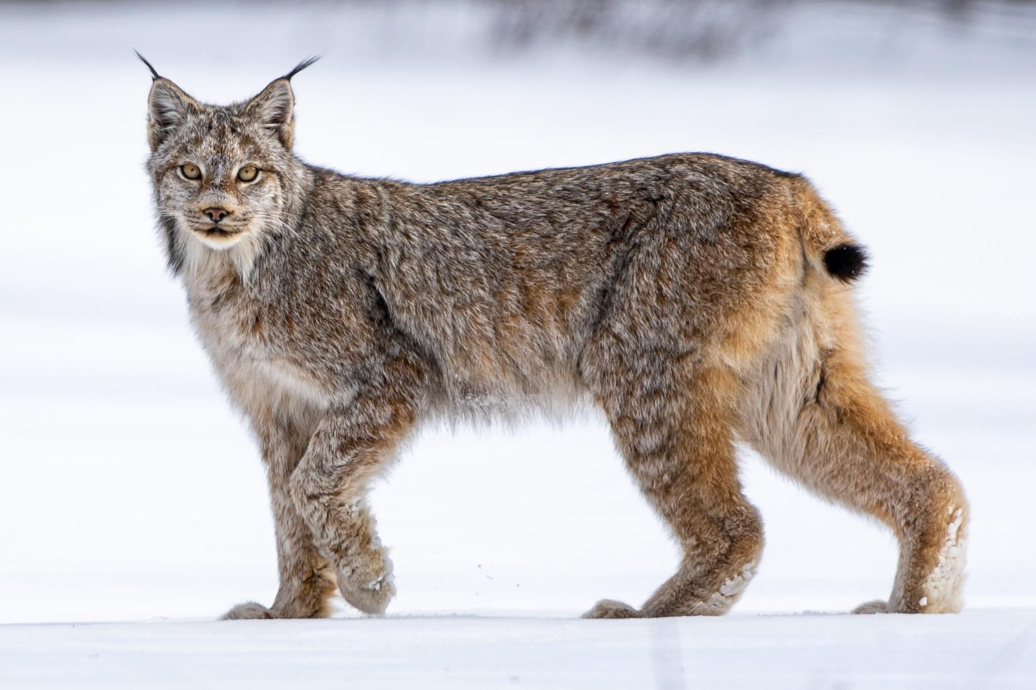 Canada Lynx