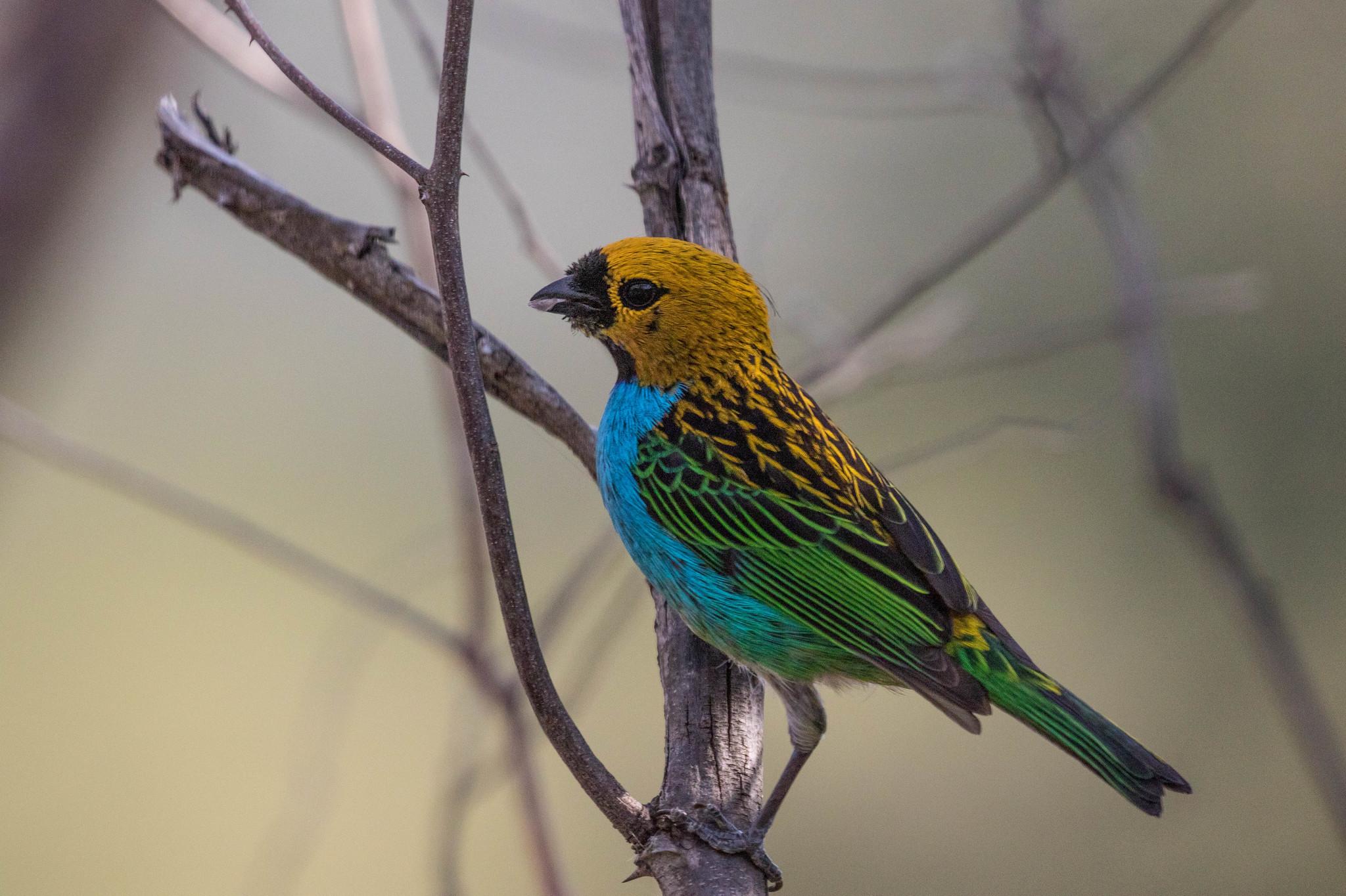 Gilt-edged Tanager