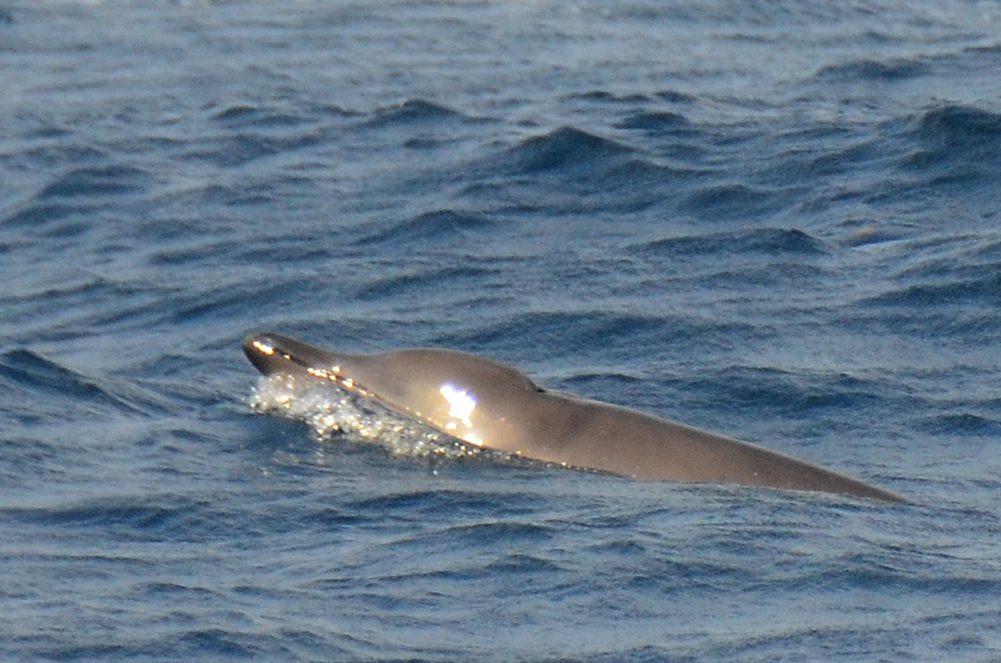 Ballena De Pico De Gervais