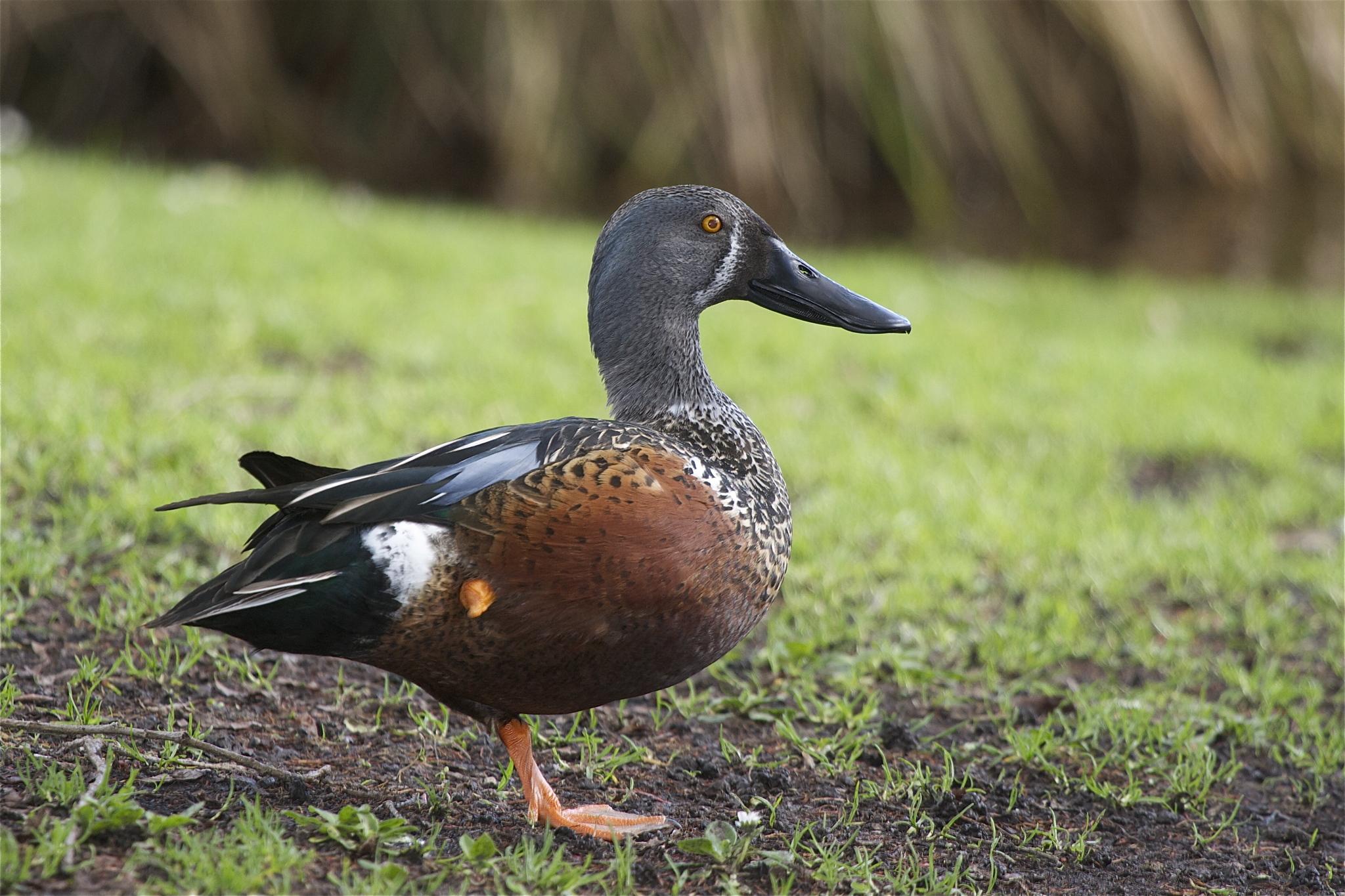 Cuchara australiano