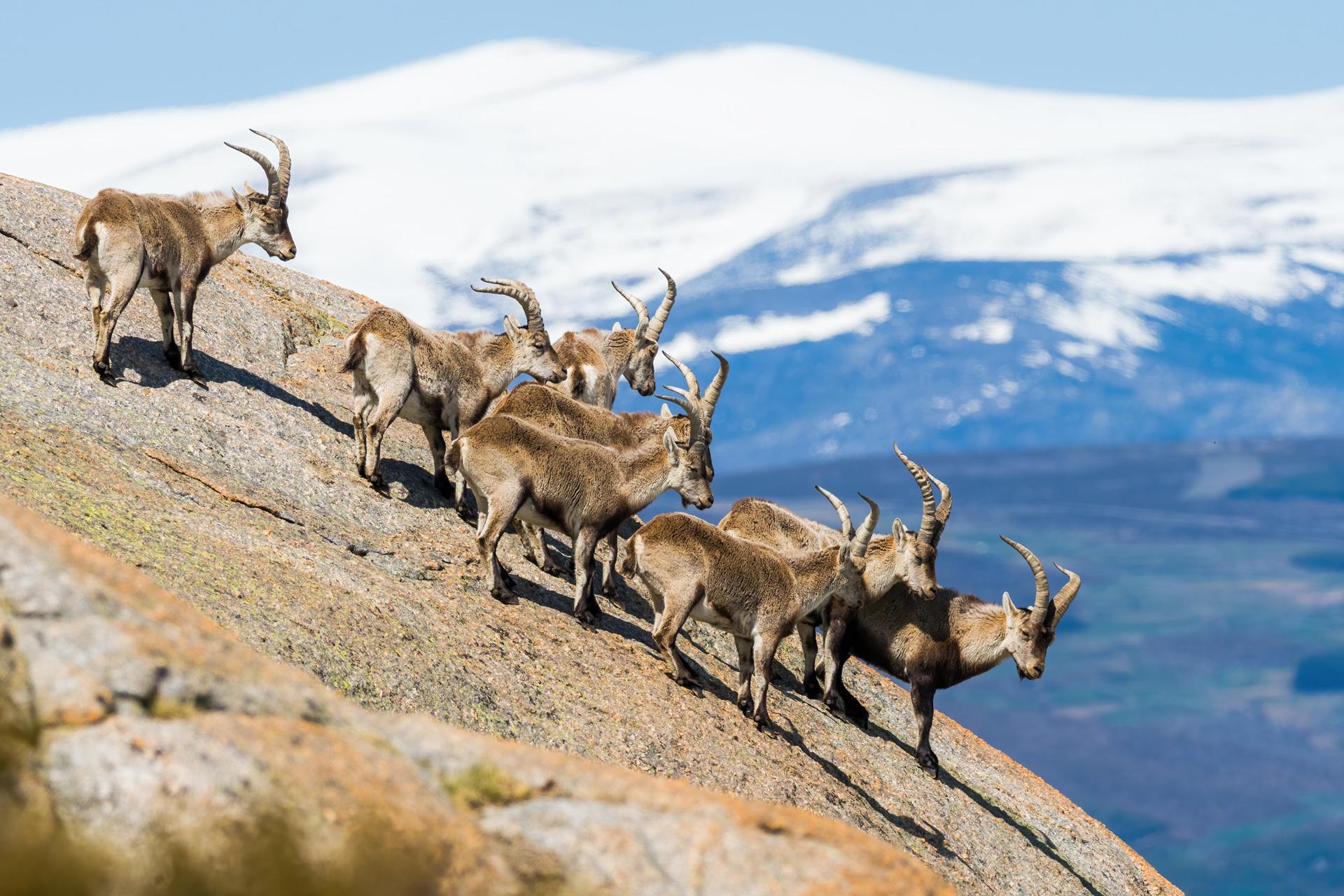 Cabras