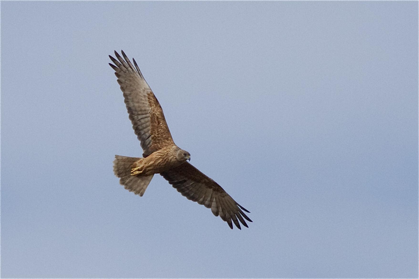 Aguilucho lagunero del Pacífico