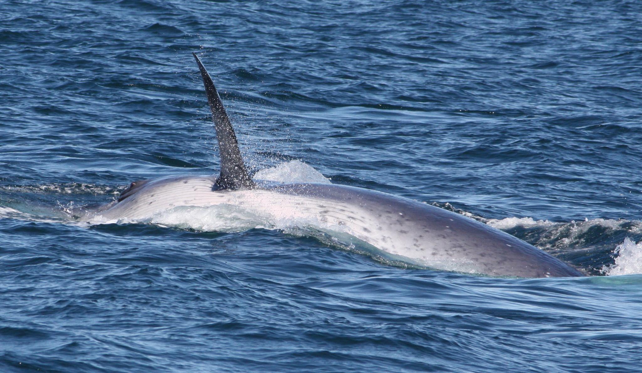 Ballena tropical