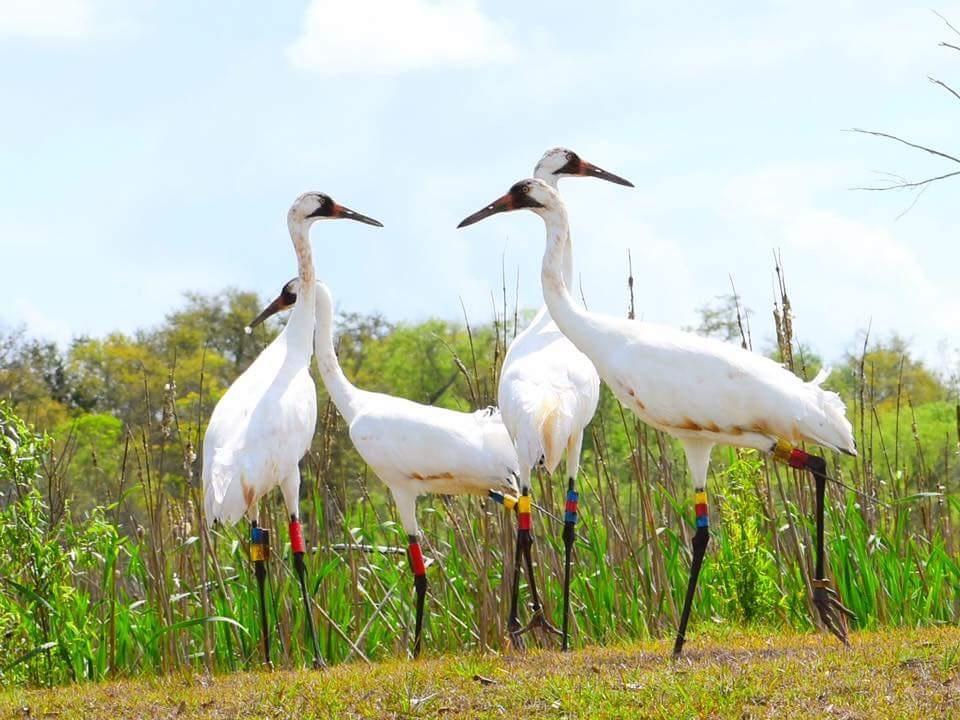 Grulla blanca