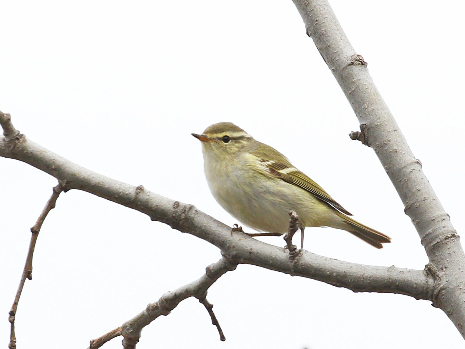 Mosquitero Cejas Amarillas