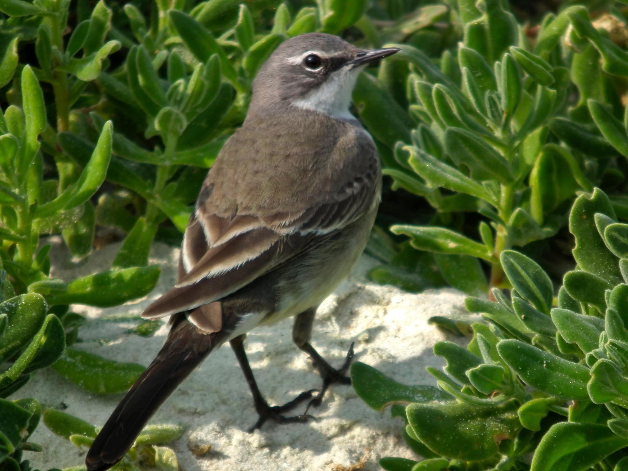 Lavandera de El Cabo