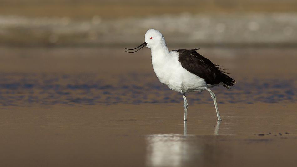 Avoceta andina
