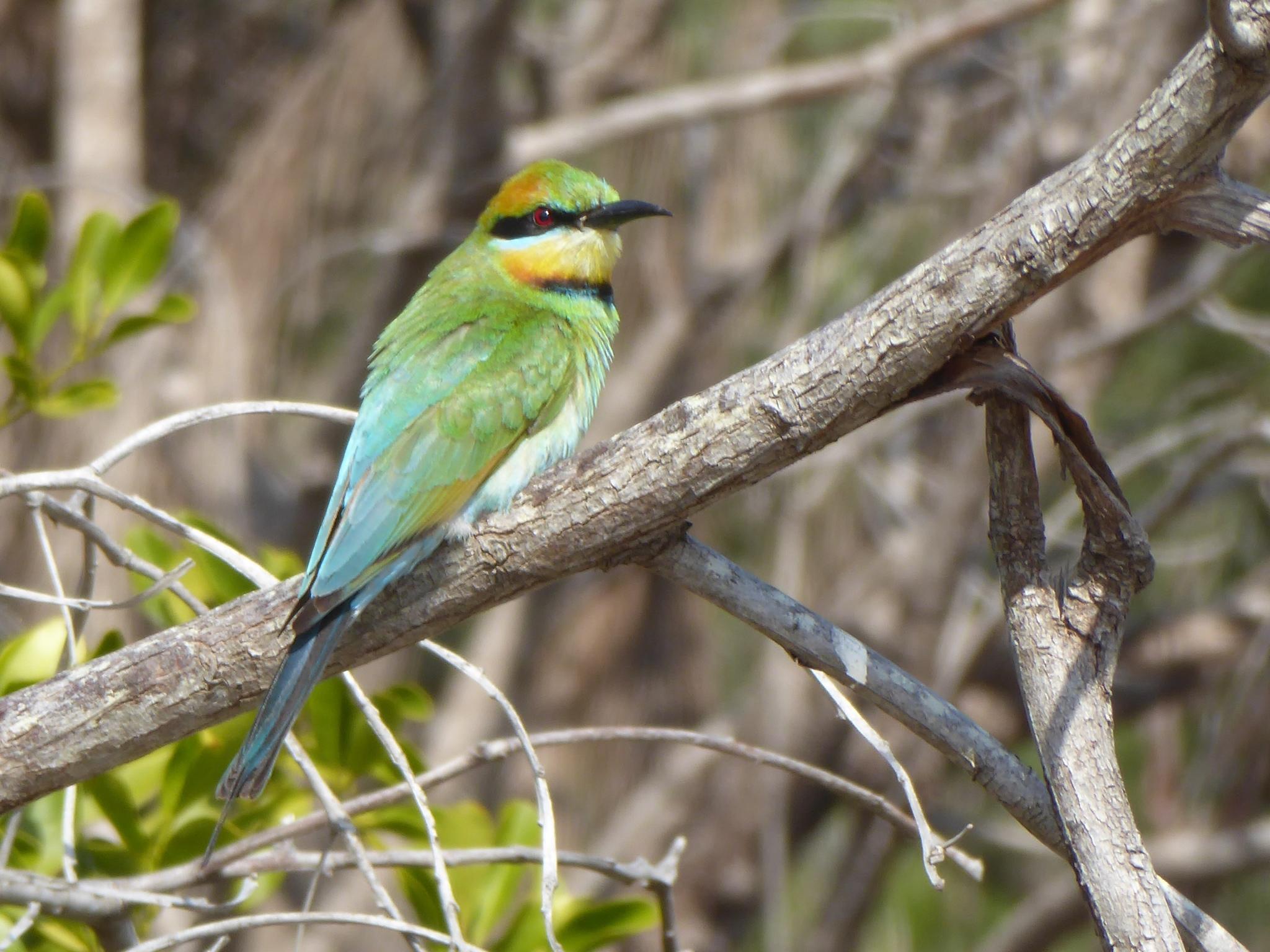 abejaruco australiano