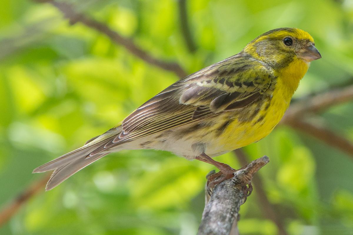 European Serin