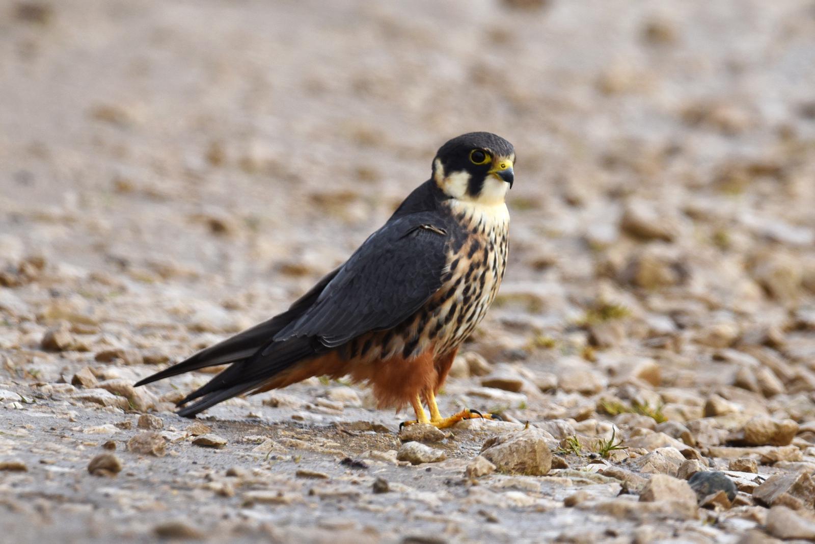 Alcotán europeo