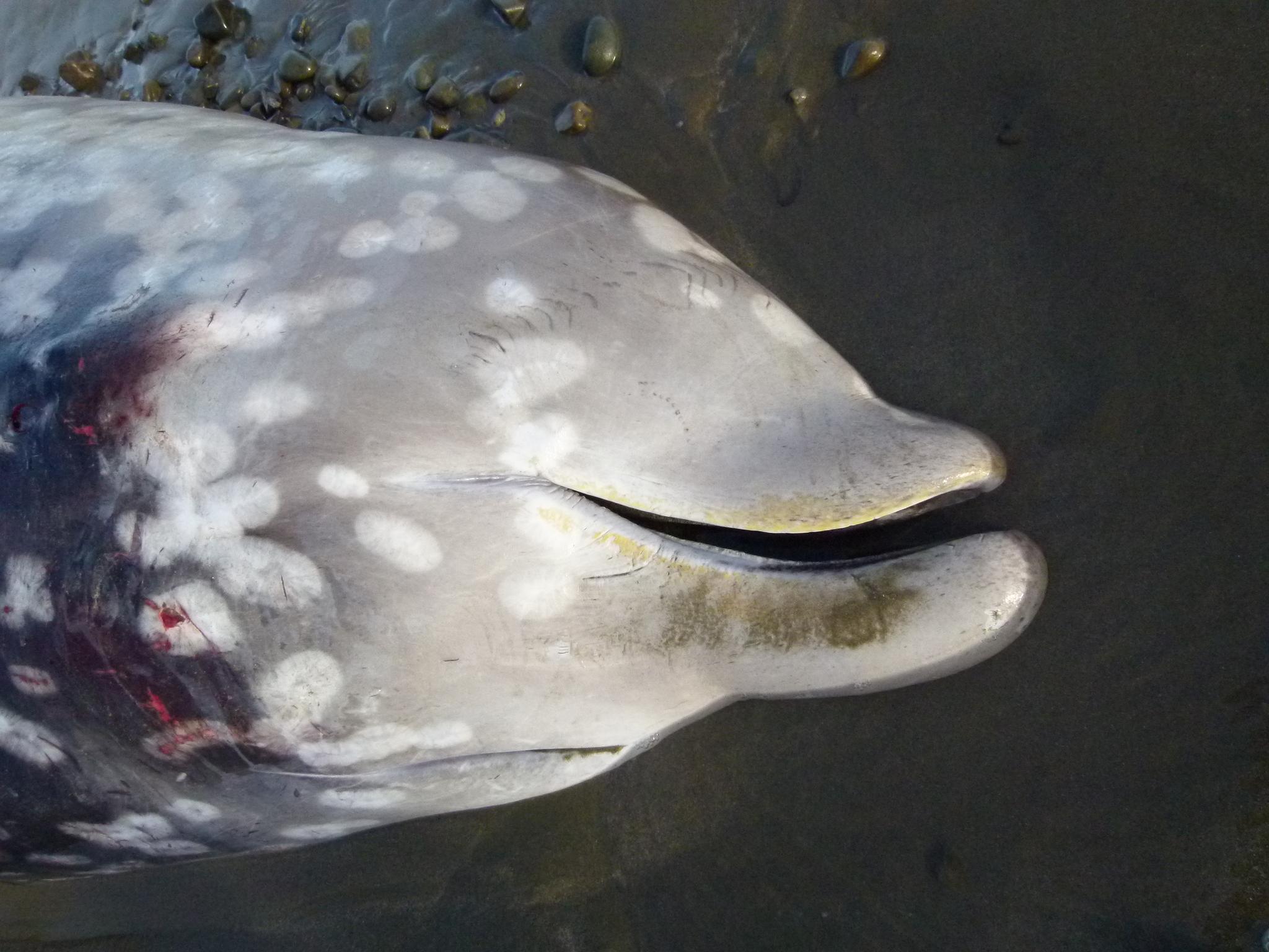 Ballena picuda de Couvier