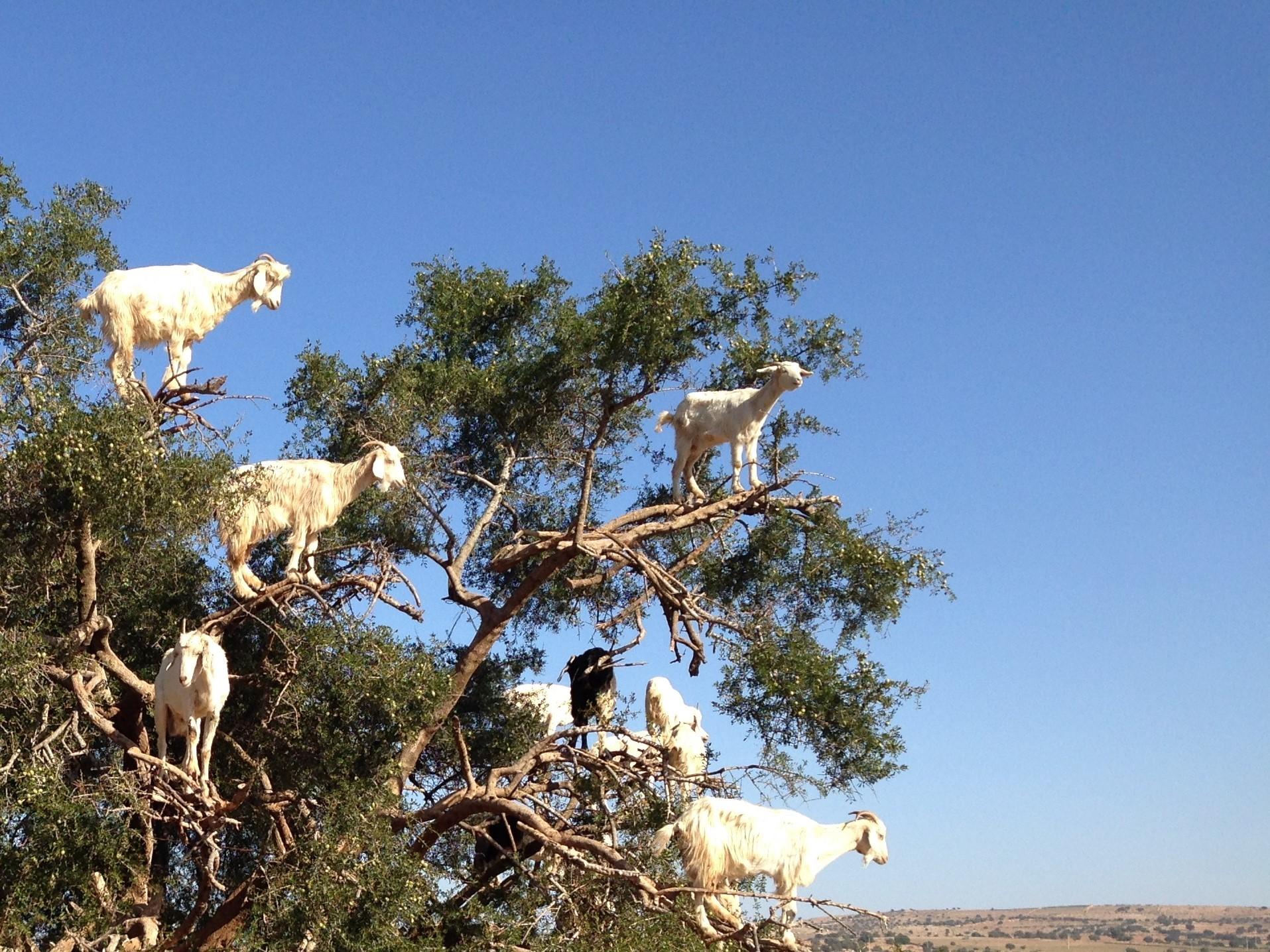 Cabras y Ovejas