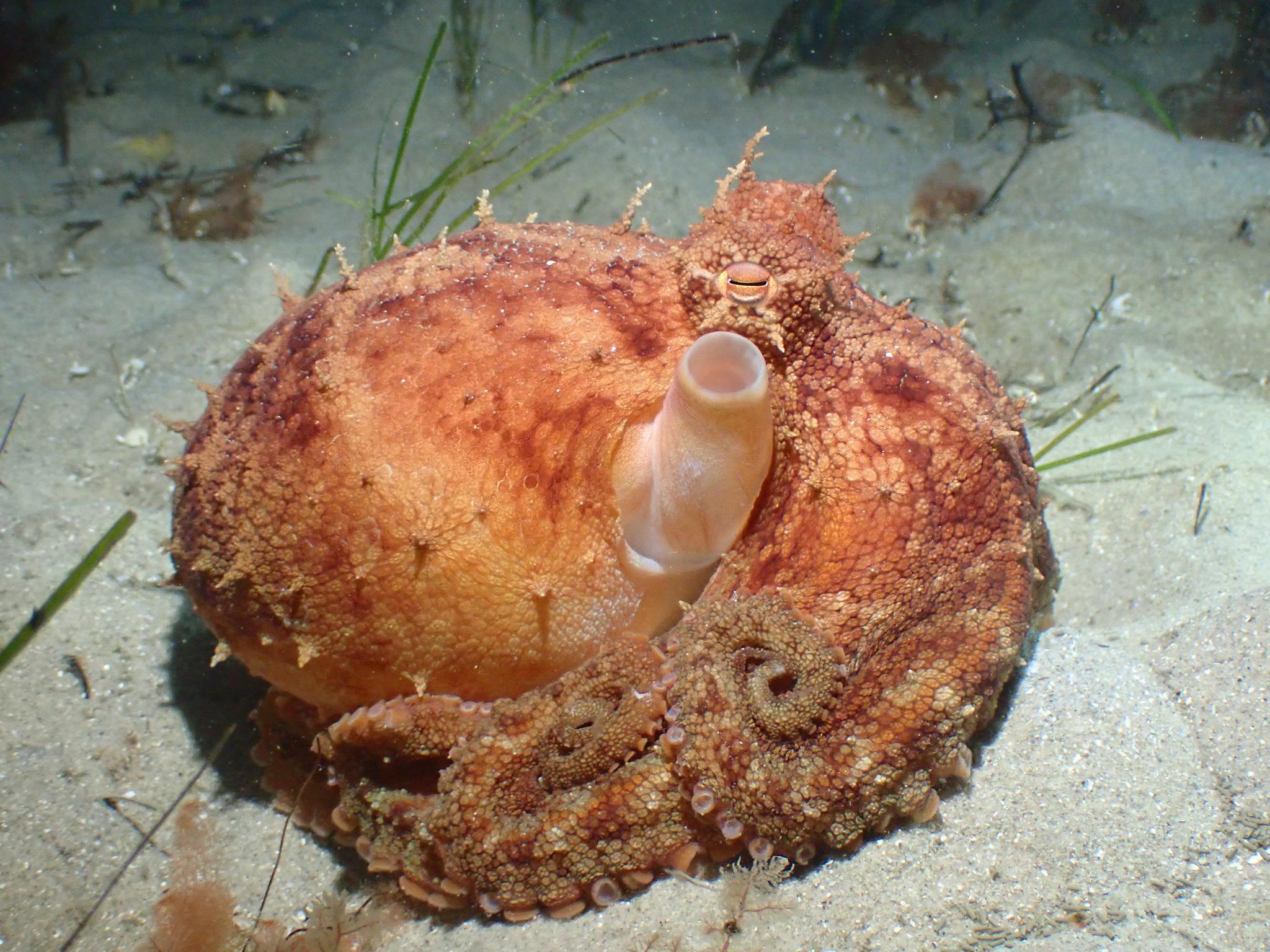 Pulpo pálido