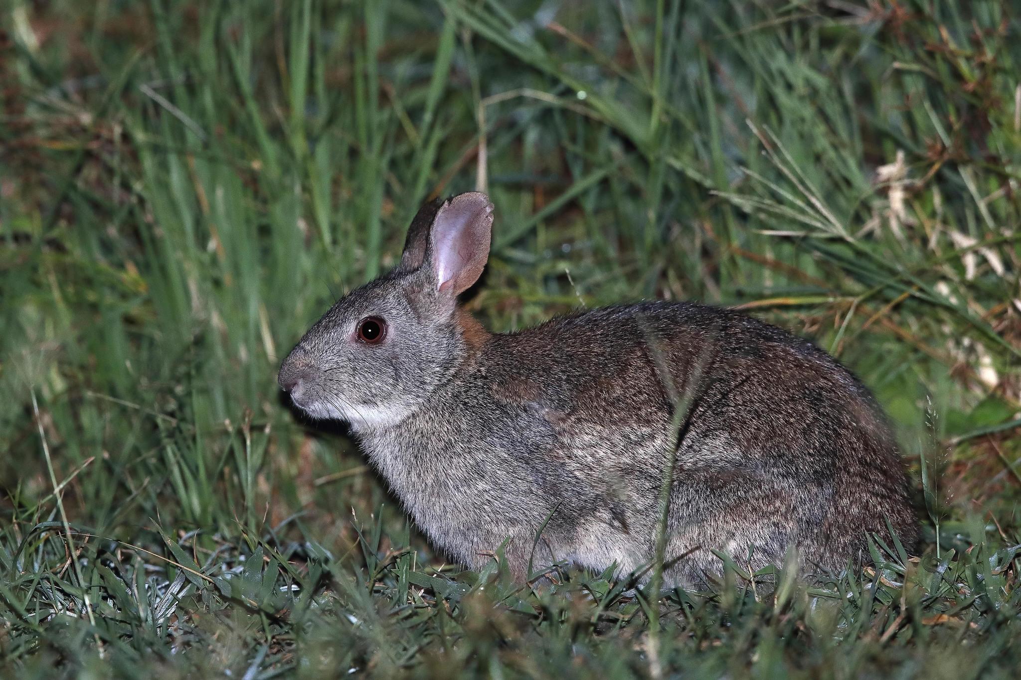 Liebres y conejos