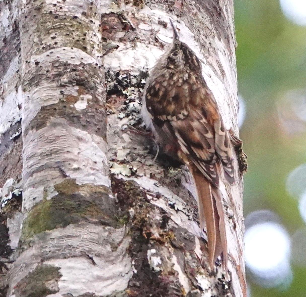 Hume's Treecreeper