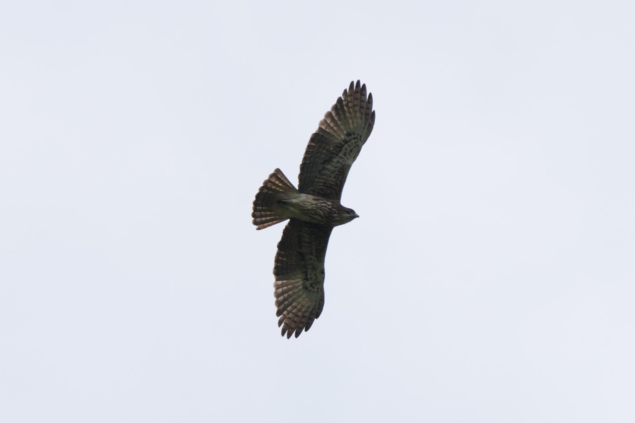 Águila papú
