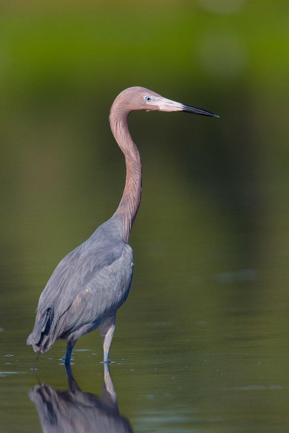Reddish Egret