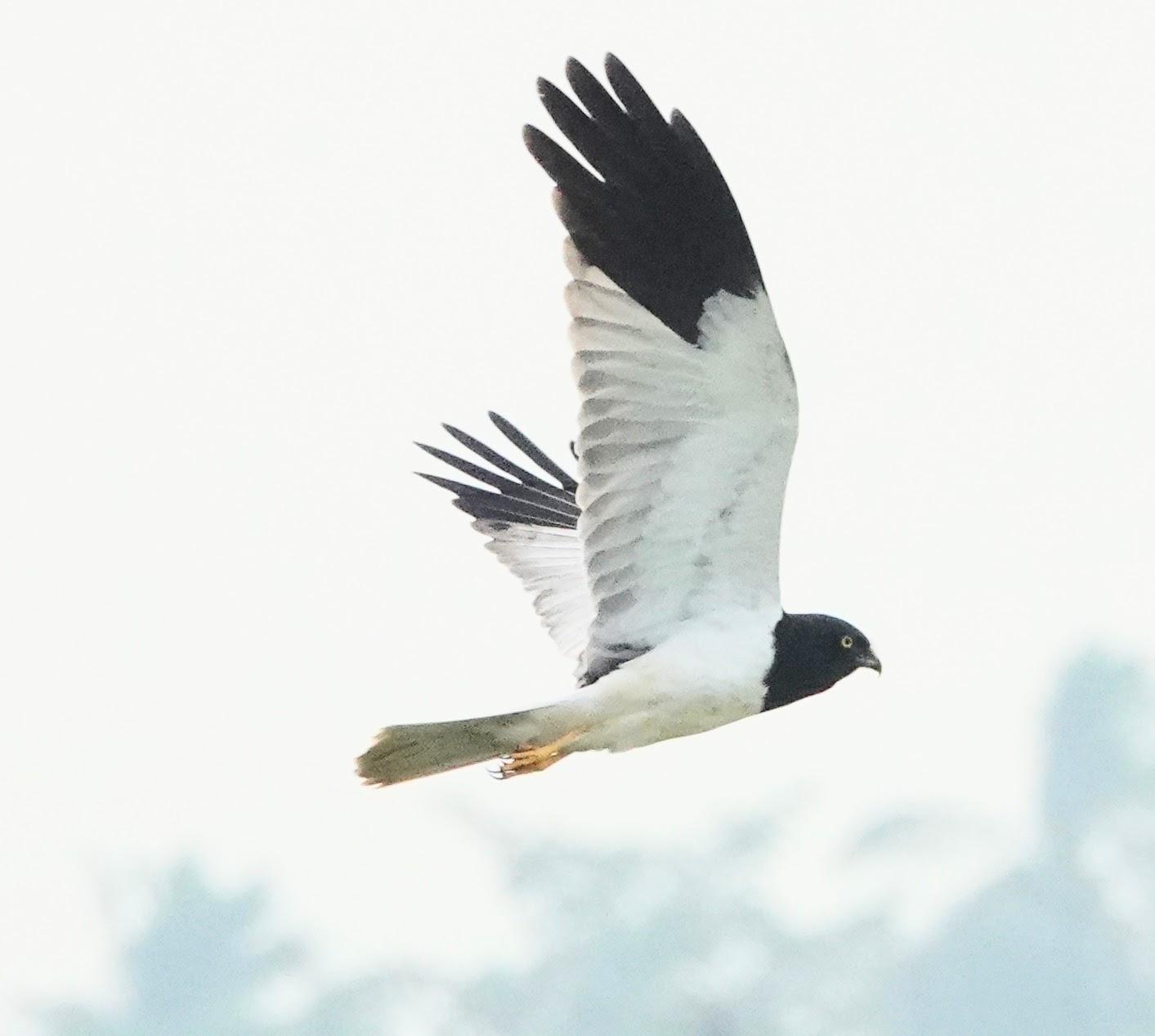 Aguilucho pío