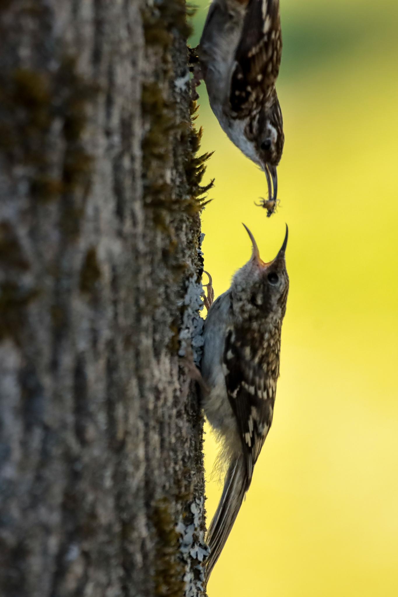 Brown Creeper
