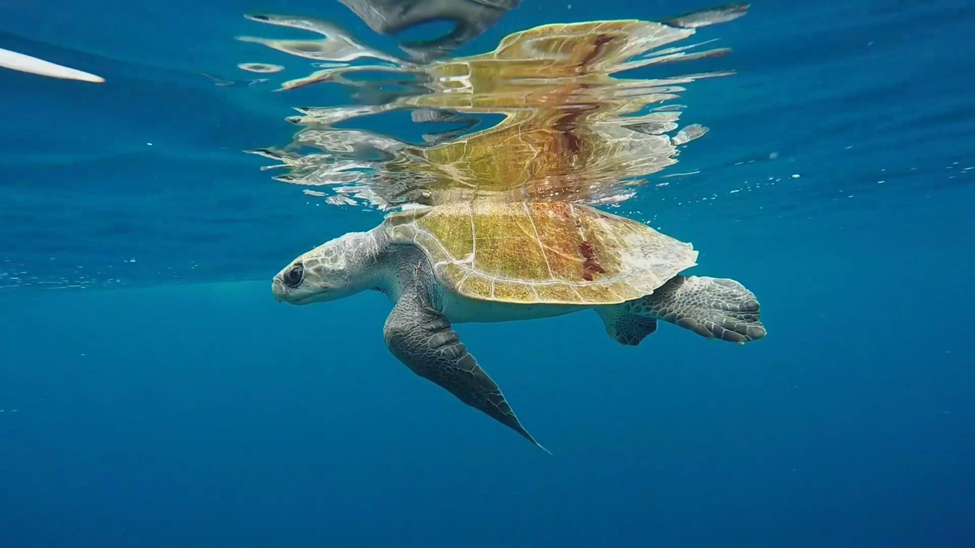 Tortuga Golfina
